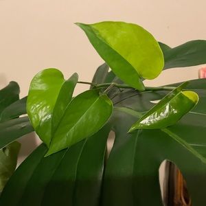 Rare half moon neon pothos cutting